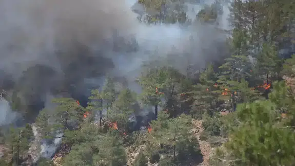 Çanakkale Gelibolu'da orman yangını!
