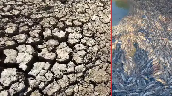 Kocabaş Çayı'nda kuraklık nedenli balık ölümleri yaşandı!