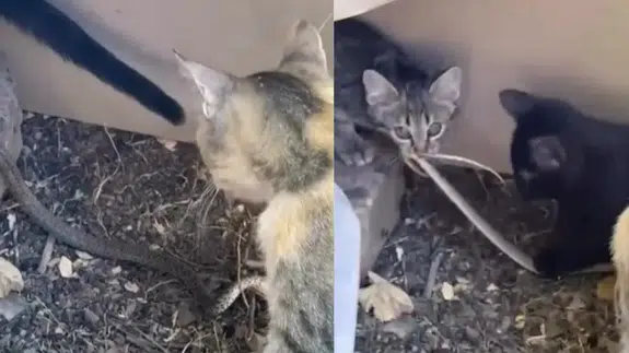 Elazığ'da yavru kediler yılanla oynadı: İşte o anlar!