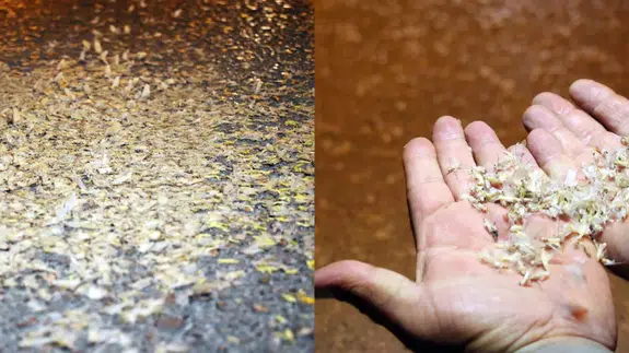 Birgün sineklerinin 'ölüm dansı'!