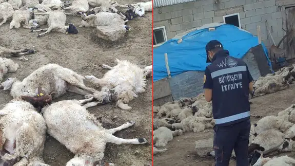 Van'da bir ahıra giren kurtlar 111 koyunu telef etti!