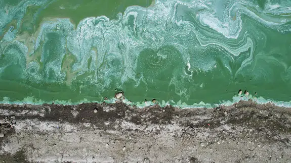 Terkos Gölü’nde yeşil tabaka ve köpük oluşumu endişe yarattı