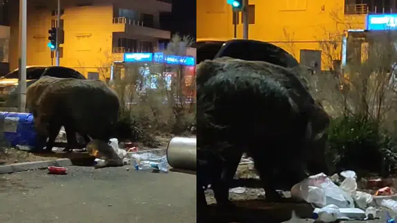 İzmir'de toplanmayan çöplere domuzlar dadandı!