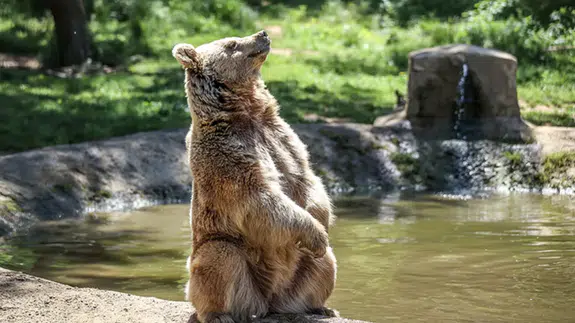 Ankara'da ilginç görüntüler: Sokakta gezen ayı şaşırttı!
