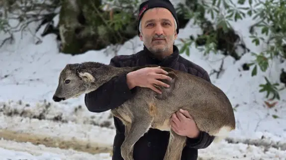 Düzce’de karların içinde yaralı bulunan yavru karaca kurtarıldı