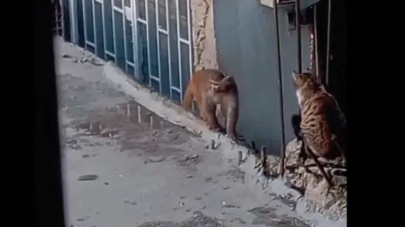 Fikirtepe'de kaçan yasaklı maymun yakalandı