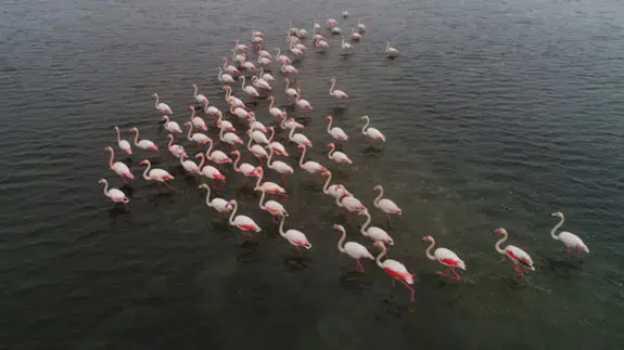 Büyükçekmece Gölü'nde flamingolar görüntülendi