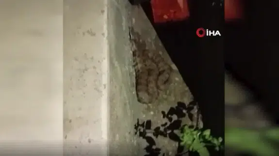 Hatay'da evin bahçesinde 1 buçuk metrelik yılan