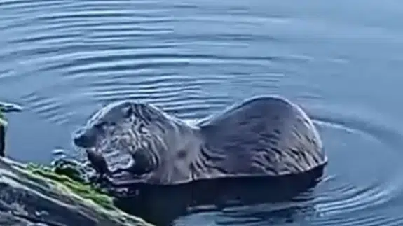 Küçükçekmece Gölü'nde su samuru görüntülendi