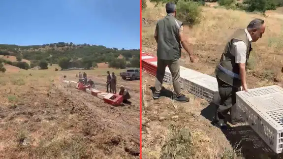 Elazığ'da kene ile mücadele kapsamında 300 kınalı keklik doğaya bırakıldı