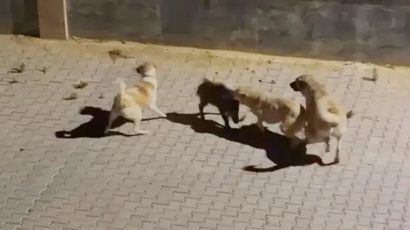 Kuşadası'nda iki köpeğin saldırdığı yaban domuzu, sürüsünün gelmesiyle kurtuldu