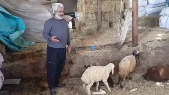 Erzurum'da kurt saldırısı : 14 koyun telef oldu, 30 hayvan kayıp
