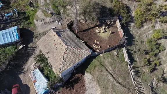 Kastamonu'da ahıra kurtlar girdi: 18 koyun telef oldu, 11'i yaralı