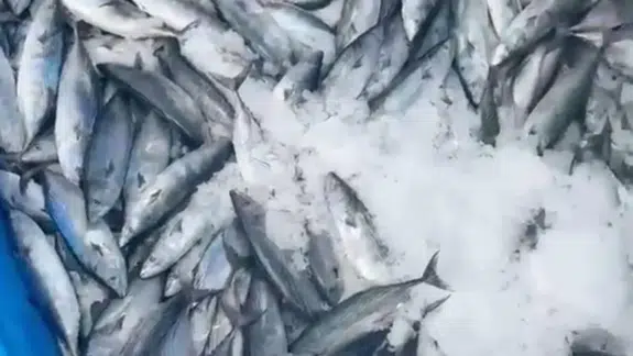 Karadeniz'de palamut bereketi : Balıkçının ağlarına 2 bin palamut takıldı