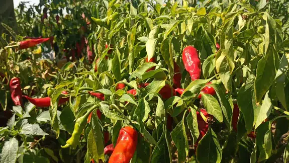 Gaziantep'te kırmızı biber hasadı ne zaman başladı ve beklentiler neler ?