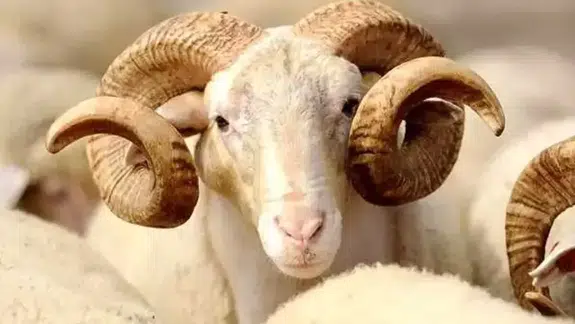 2027 Kurban Bayramı hangi güne denk geliyor, arife günü ne zaman ve Kurban Bayramı tatili kaç gün sürecek?