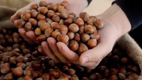 Fındıkta 80 liralık fiyat makası neden bu kadar genişliyor?