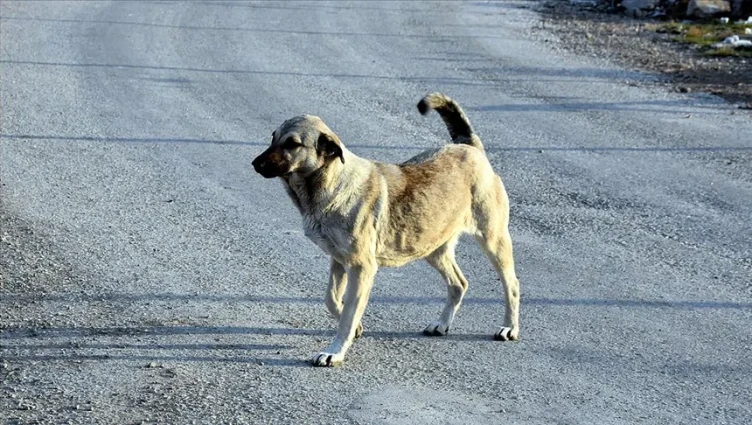 Ankara'da köpekten kaçan çocuk yüksekten düştü