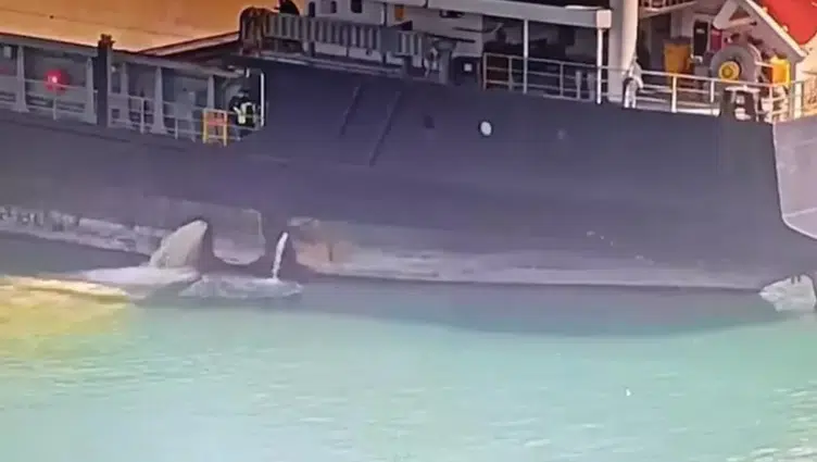 Mersin'de denizi kirleten gemiye 13 milyon TL ceza yazıldı