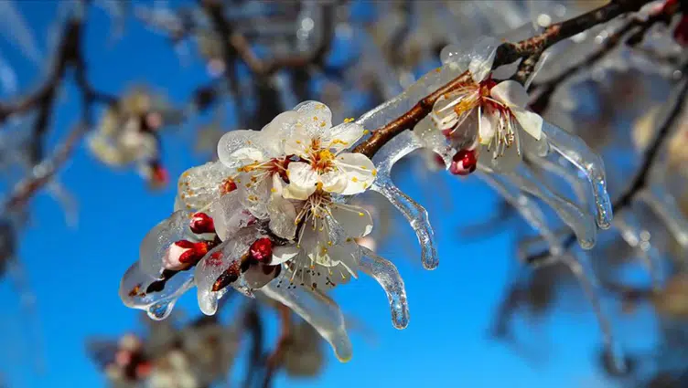 Meteoroloji, Bingöl ve Tunceli için zirai don uyarısında bulundu