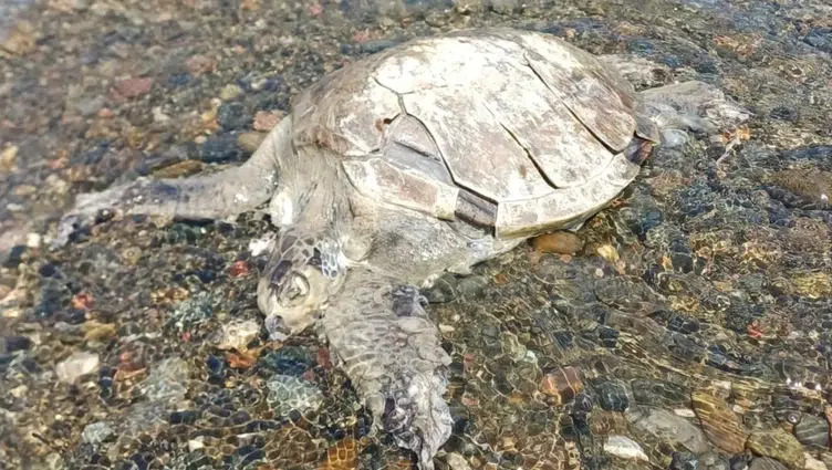 Muğla Ula’da sahilde ölü Caretta Caretta bulundu
