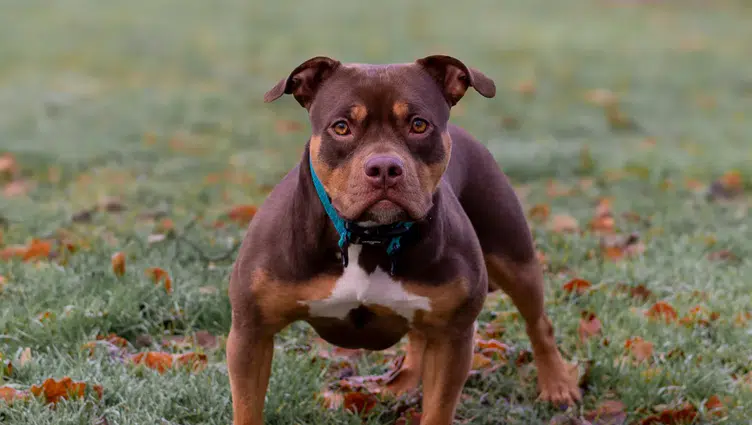 Adana'da ağızlıksız gezdirilen pitbull kediyi parçaladı
