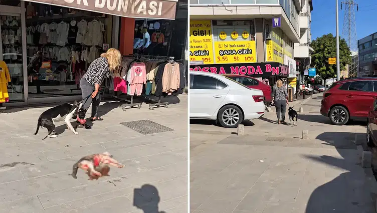 Esenyurt'ta Pitbull dehşeti: Sahibi gözaltına alındı