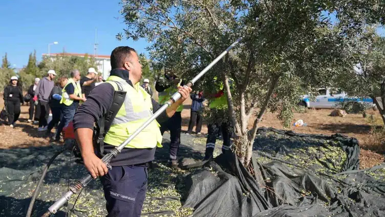 Tekirdağ'da gençlerden uygulamalı zeytin hasadı eğitimi