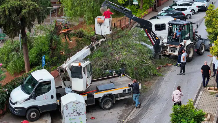 İzmir Karşıyaka'da devrilen ağaç araçlarda hasara yol açtı