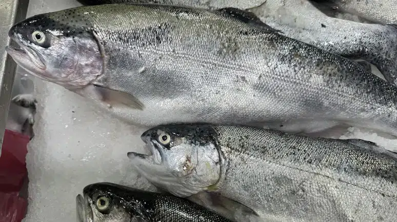 Artvin’den 67 ülkeye Türk Somonu ihracatı: Karadeniz’in lezzeti dünyayı sardı