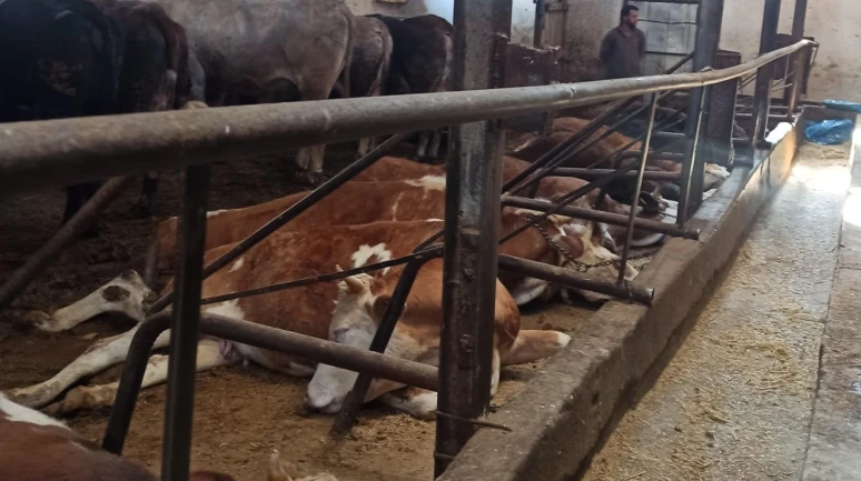 Bayburt'ta elektrik kaçağından 11 büyükbaş hayvan telef oldu!