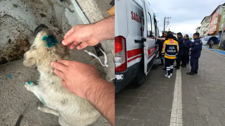 Akılalmaz olay! Bu kez insan köpeği ısırdı