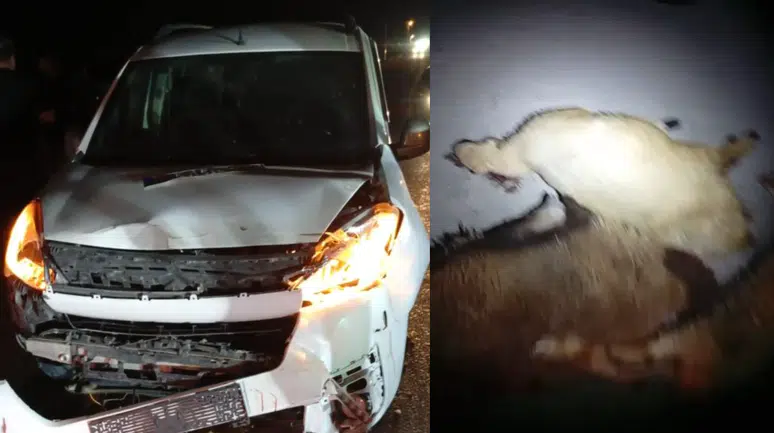 Kurban pazarı kan gölüne döndü!