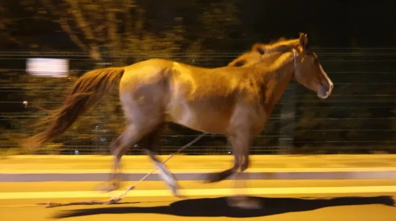 Gece şehirde koşan at trafiği tehdit etti, belediye ‘sabah alırız’ dedi!
