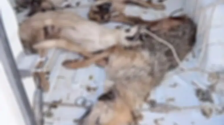 İzmir Dikili’de hayvan nakli skandalı: 4 köpek telef oldu