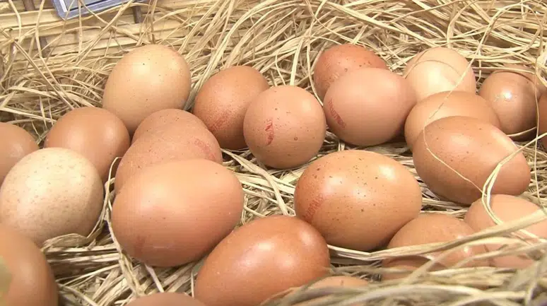 Yumurtaya zam geldi! Fiyatlar 70 kuruşa kadar arttı!