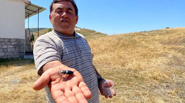 Nadir bulunan o böcek Sivas'ta görüldü: Öldürmenin cezası 557 bin TL!