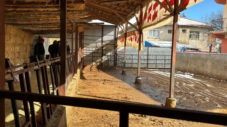 Burdur'da ahırda elektrik kazası: 14 büyükbaş hayvan telef oldu!