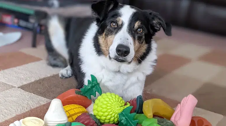 Bazı köpeklerin insanları dinleyerek yeni kelimeler öğrendiği ortaya çıktı