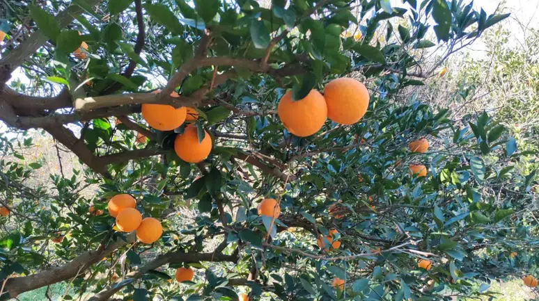 Hatay'da 2 buçuk ton portakal çalarken yakalandılar!
