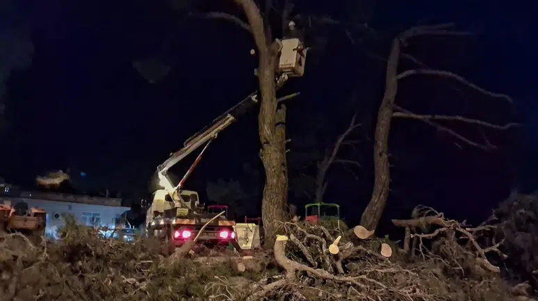 Aydın'da kuvvetli rüzgar çam ağacını devirdi!