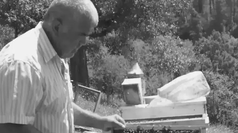 Bartın'da kestiği ağacın altında kalan adam hayatını kaybetti