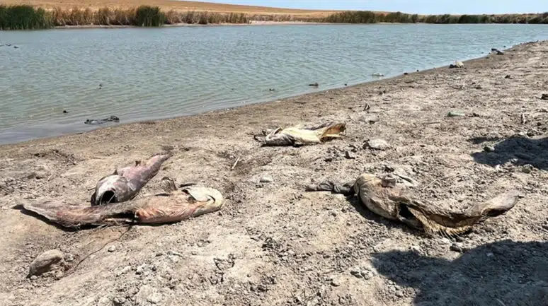 Tekirdağ'da su seviyesi düştü, Temrezli Göleti'nde balıklar öldü!