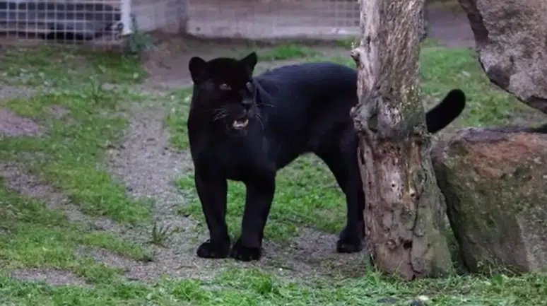 İzmir Doğal Yaşam Parkı'nın jaguarı Juliet öldü