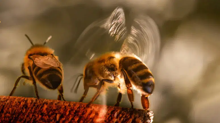 Arıların doğal klimaları iflas etti: Kovanlar artık soğumuyor!