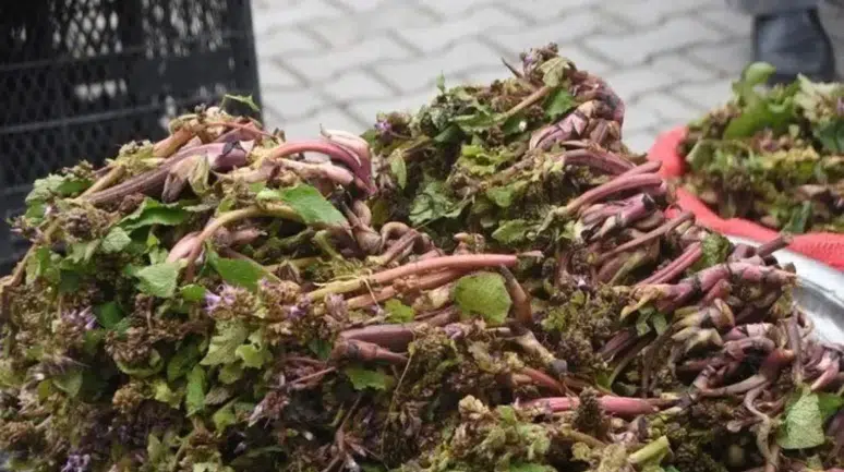 Askerlerin cesaret iksiri tezgaha indi : Sinop'un zılbıt mesaisi başladı