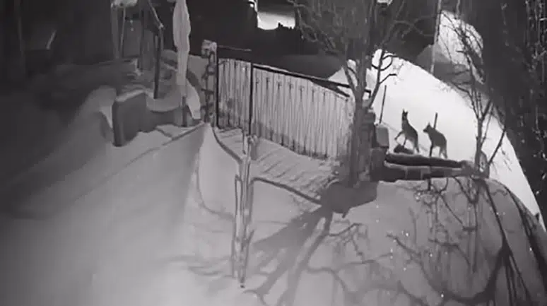 Artvin'de kurt sürüsü yerleşim alanına indi