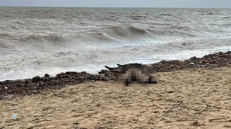 Balıkesir'de Sarımsaklı sahilinde kıyıya vurmuş bir kadın cesedi bulundu