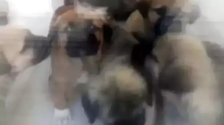 Ankara'da sahiplendiği köpekleri öldüren doktorun cezası 4 yıl 4 aya düştü