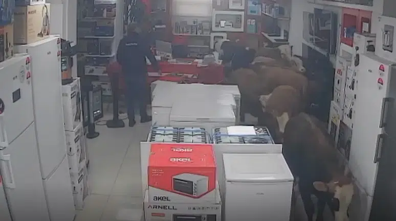 Batman’da kaçan inekler beyaz eşya mağazasına girdi